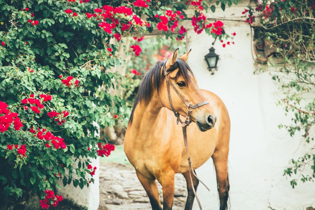 Hotel Hacienda Baza Tibana エクステリア 写真